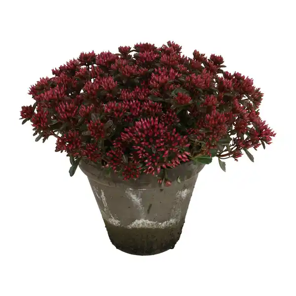Bild 3 von GARDENLINE Sedum
