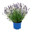 Bild 2 von GARDENLINE Lavendel