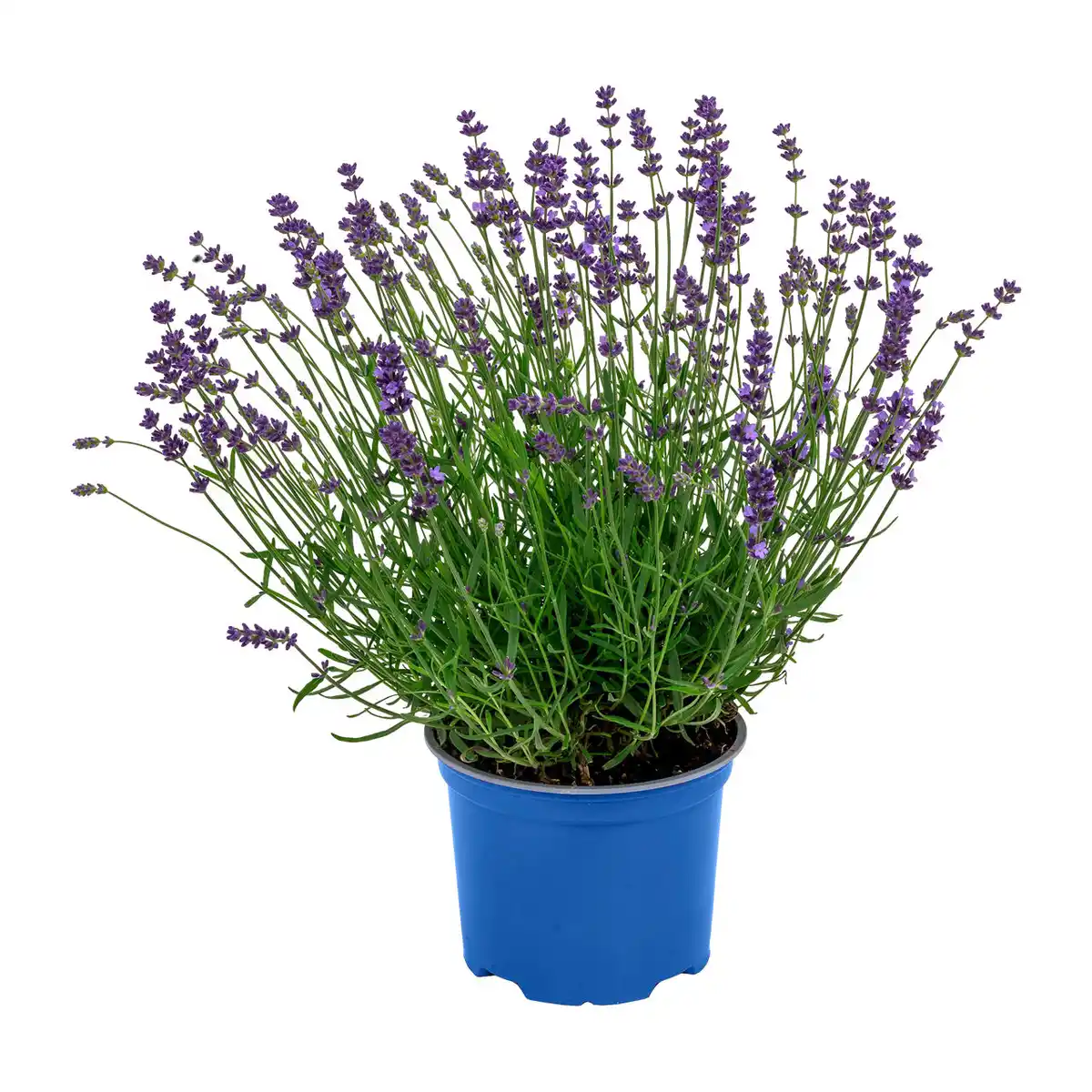 Bild 2 von GARDENLINE Lavendel