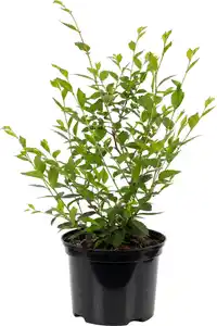 Heckenulme Ulmus "Die Heckenheldin" 17cm Topf, 40-60 cm hoch