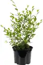 Bild 1 von Heckenulme Ulmus "Die Heckenheldin" 17cm Topf, 40-60 cm hoch