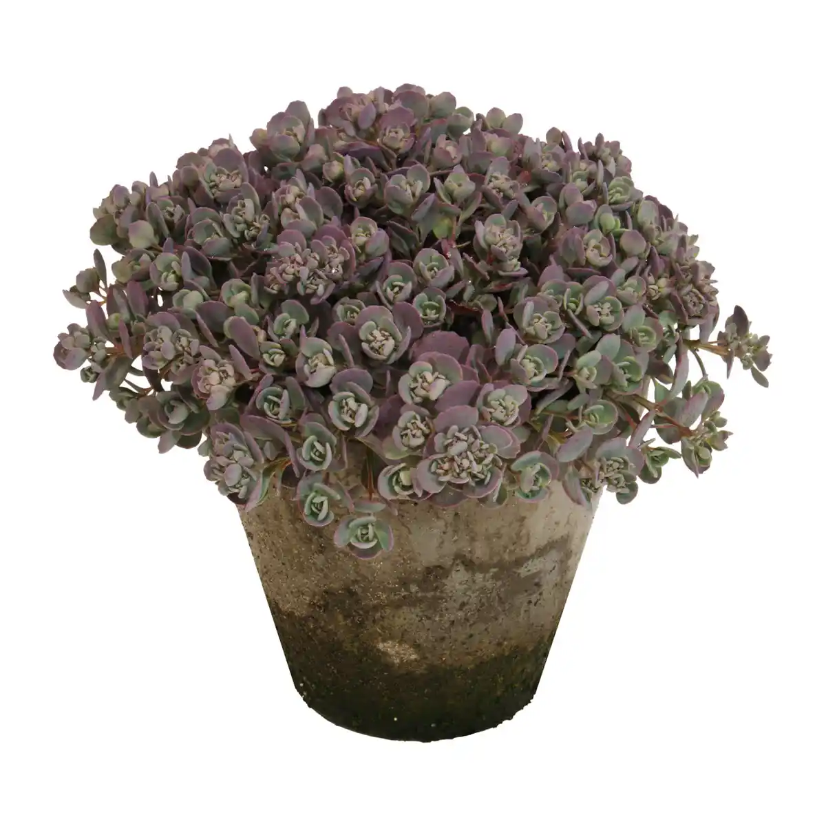 Bild 4 von GARDENLINE Sedum