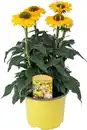 Bild 1 von Echinacea purpurea Purpur-Sonnenhut 17 cm Topf