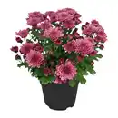Bild 3 von GARDENLINE Chrysanthemen / -Trio
