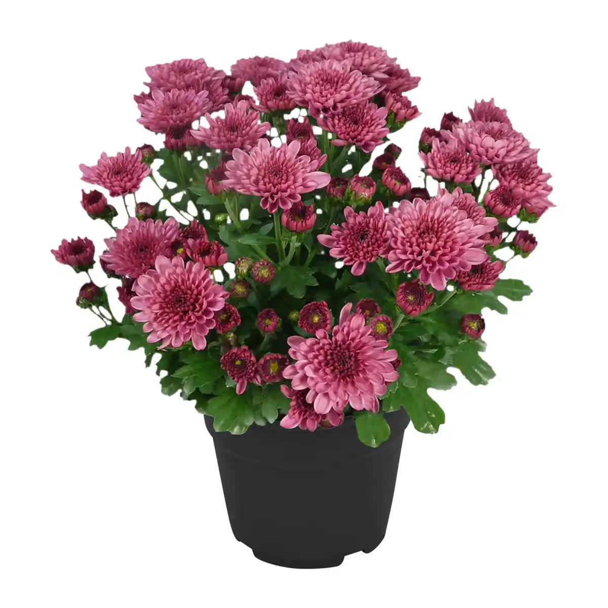 Bild 3 von GARDENLINE Chrysanthemen / -Trio