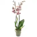 Bild 1 von Schmetterlings­orchidee