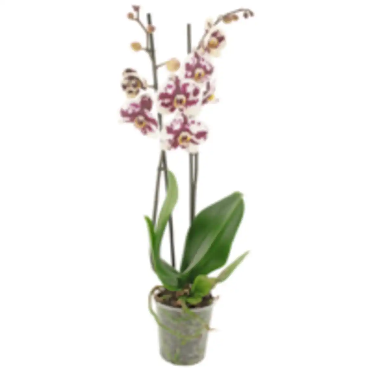 Bild 1 von Schmetterlings­orchidee