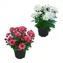 Bild 1 von GARDENLINE Chrysanthemen / -Trio