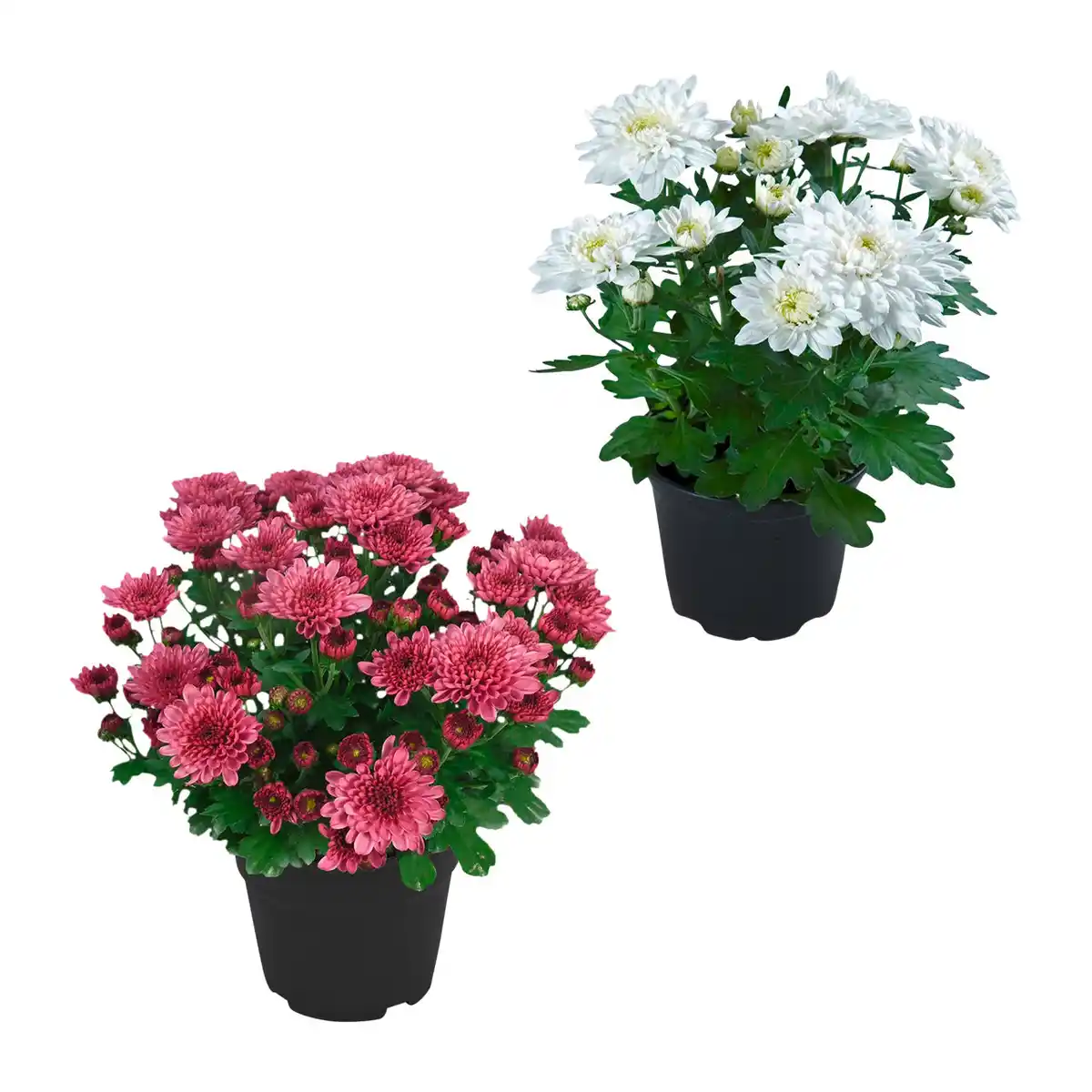 Bild 1 von GARDENLINE Chrysanthemen / -Trio