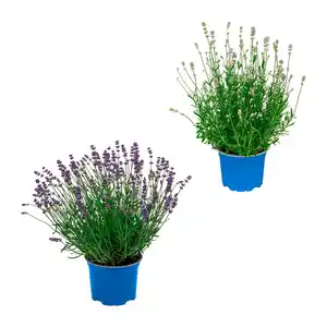 GARDENLINE Lavendel