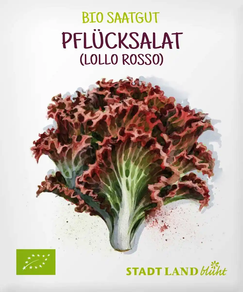 Bild 1 von Stadt Land blüht Saaten, Pflücksalat (Lollo Rosso), 1 St