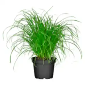 Katzengras
