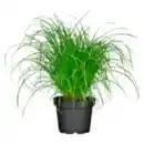 Bild 1 von Katzengras