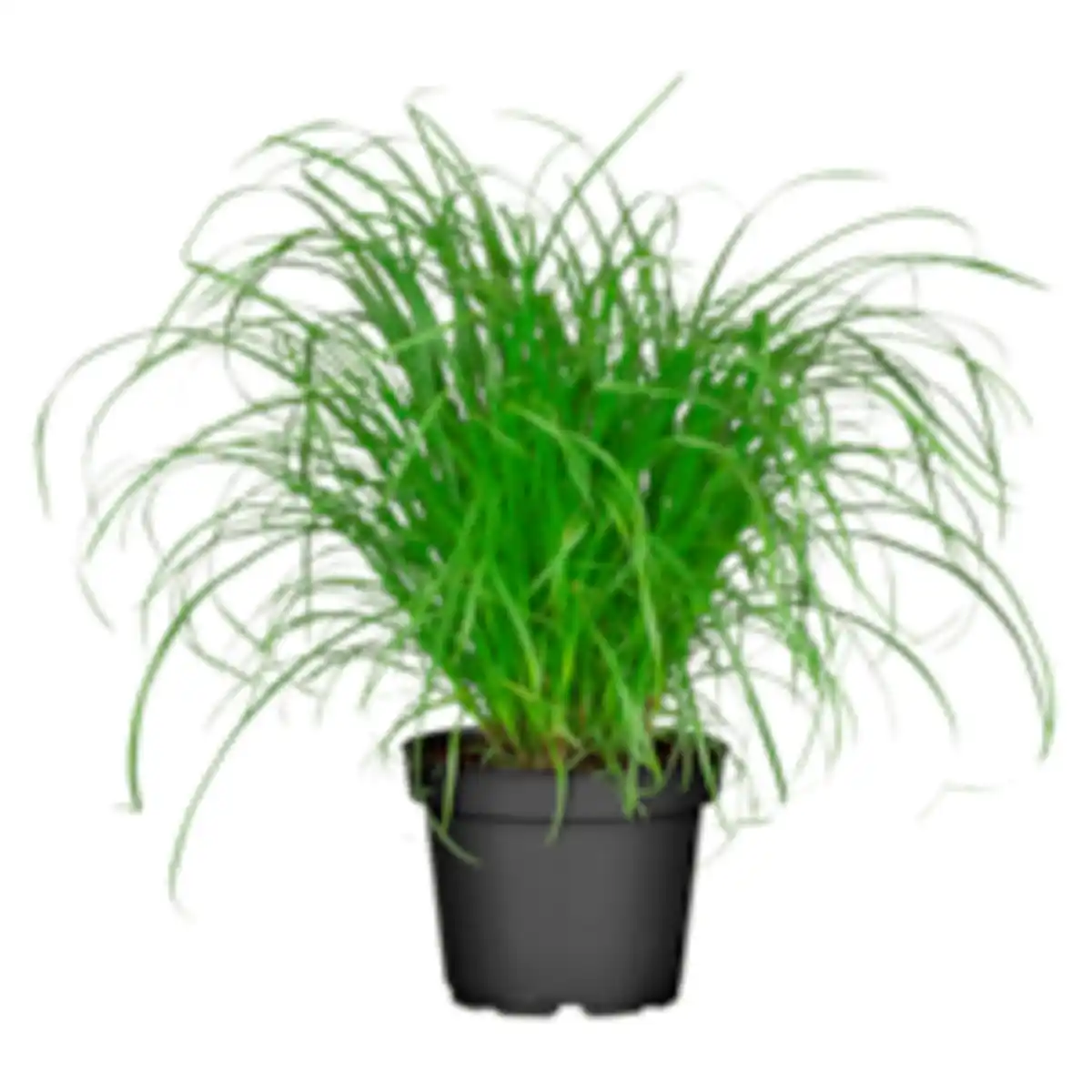 Bild 1 von Katzengras