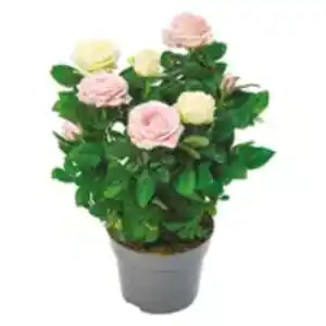 Topfrose zweifarbig