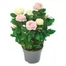 Bild 1 von Topfrose zweifarbig