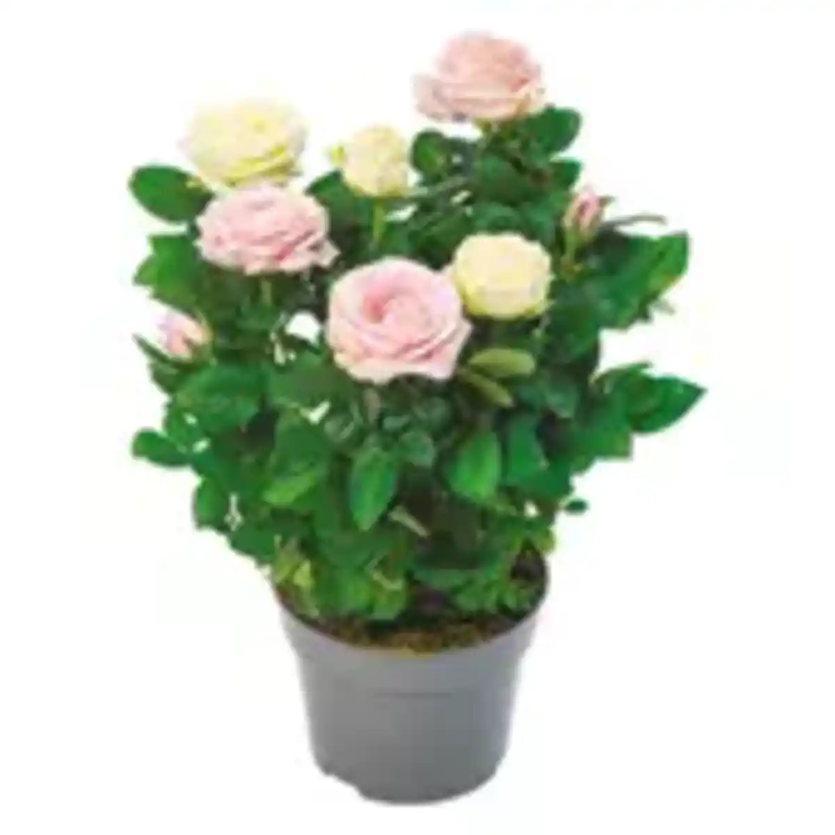 Bild 1 von Topfrose zweifarbig