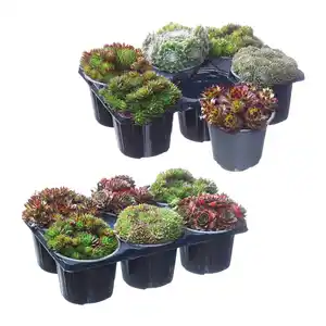 GARDENLINE Sempervivum