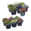 Bild 1 von GARDENLINE Sempervivum