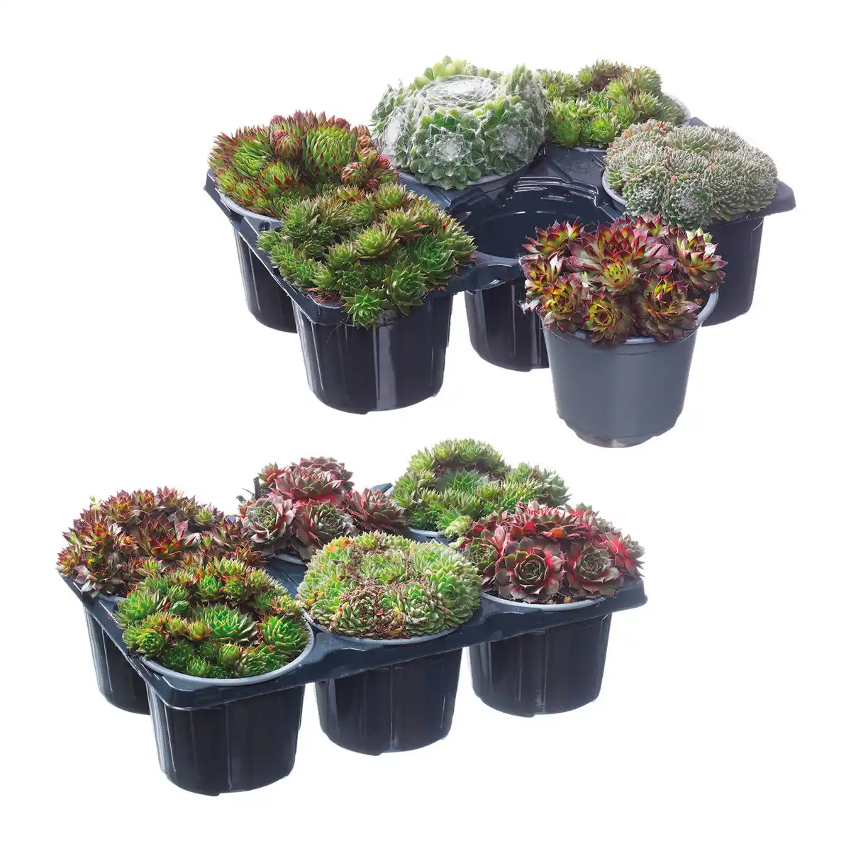 Bild 1 von GARDENLINE Sempervivum