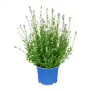 Bild 3 von GARDENLINE Lavendel
