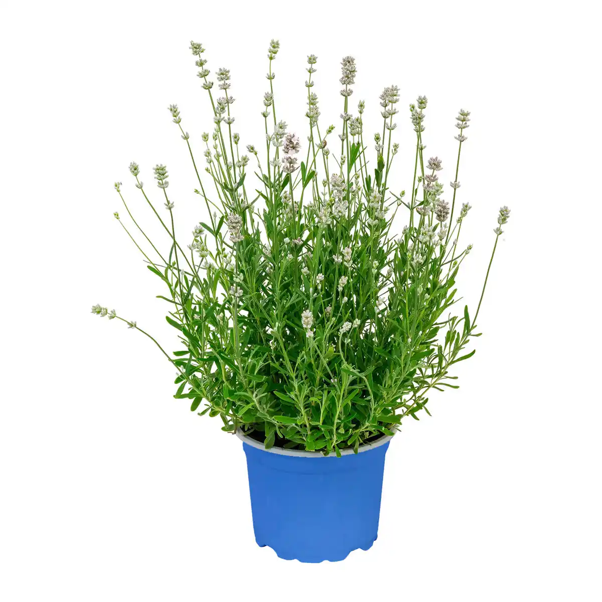 Bild 3 von GARDENLINE Lavendel