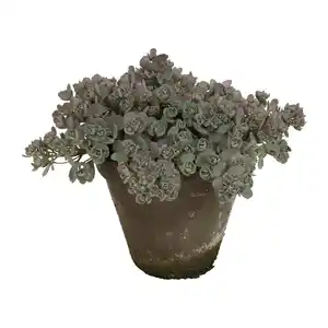GARDENLINE Sedum