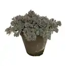 Bild 1 von GARDENLINE Sedum