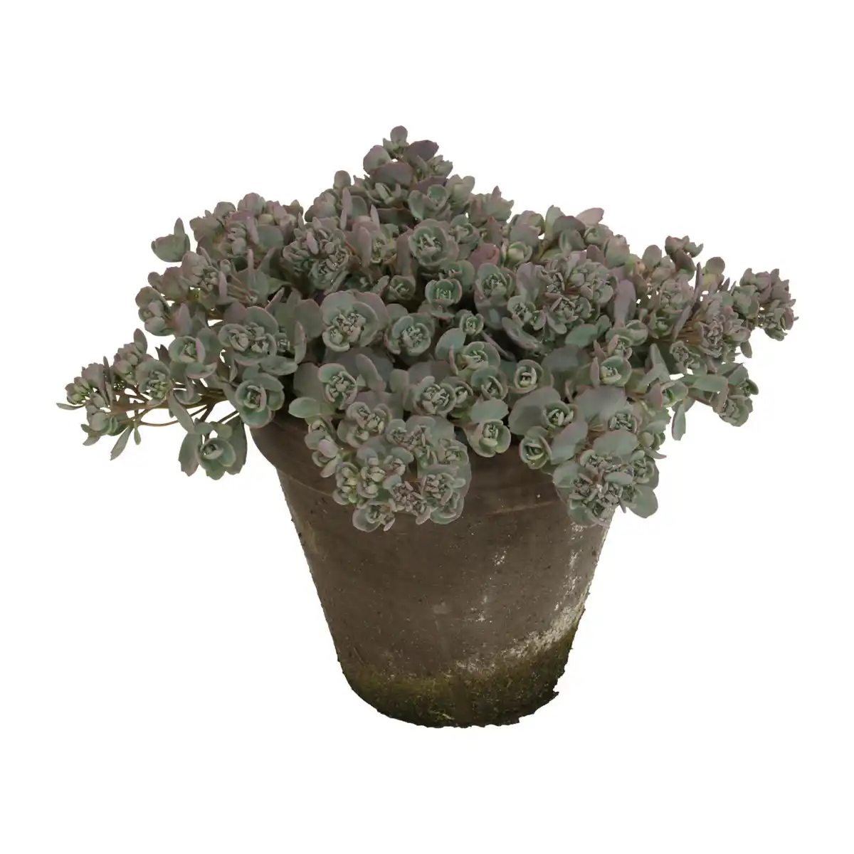 Bild 1 von GARDENLINE Sedum