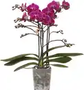 Bild 1 von Orchidee Phalaenopsis 3 Trieber 30 - 40 cm hoch, im 9 cm Topf