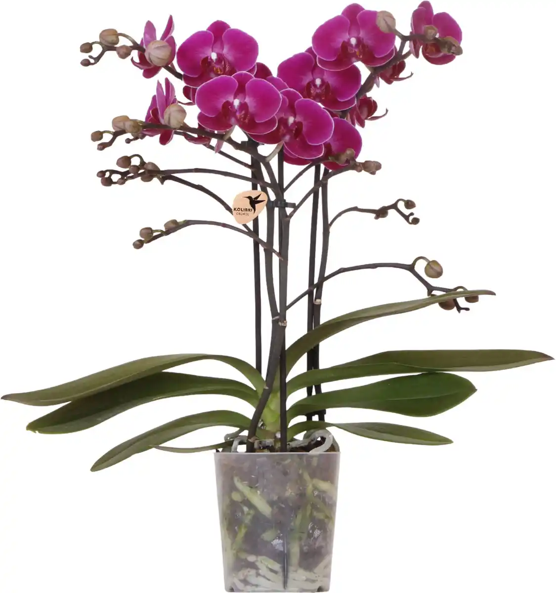 Bild 1 von Orchidee Phalaenopsis 3 Trieber 30 - 40 cm hoch, im 9 cm Topf