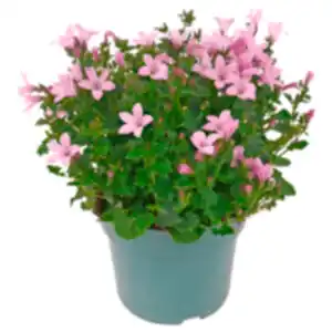 Glockenblume