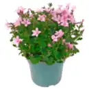 Bild 1 von Glockenblume