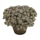 Bild 2 von GARDENLINE Sedum