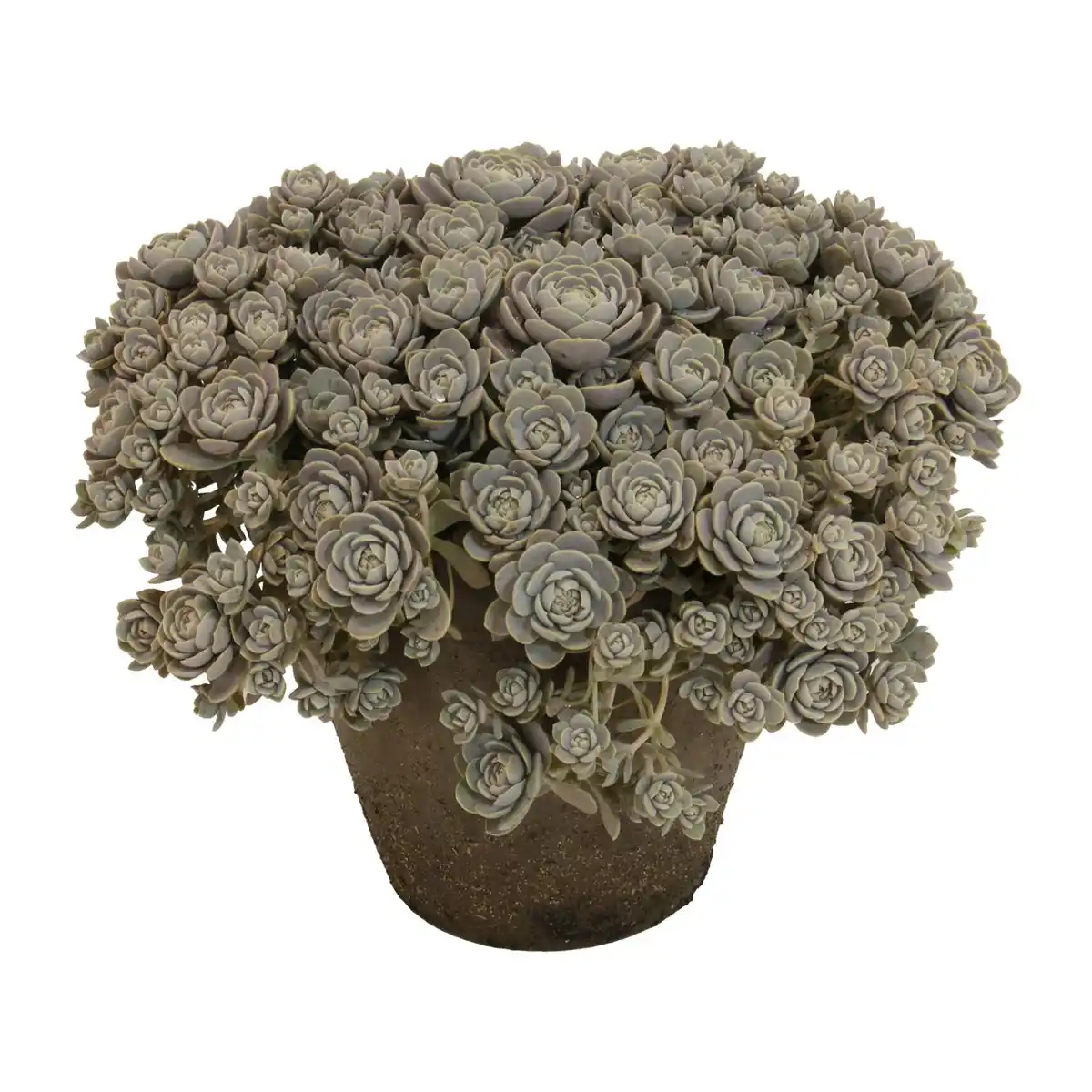 Bild 2 von GARDENLINE Sedum
