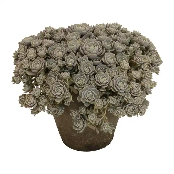 Bild 2 von GARDENLINE Sedum