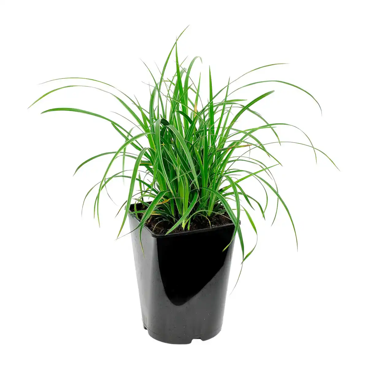 Bild 4 von GARDENLINE Ziergras