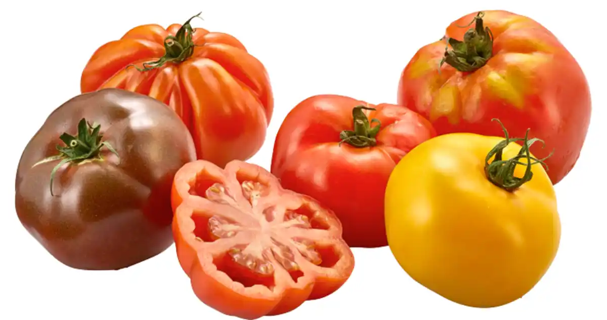 Bild 1 von Tomaten Ochsenherzen