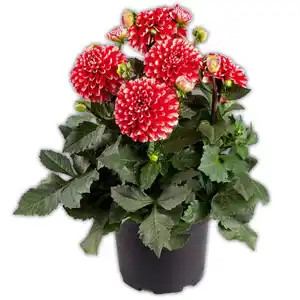 Winterharte Blühstauden / Dahlien Busch XL