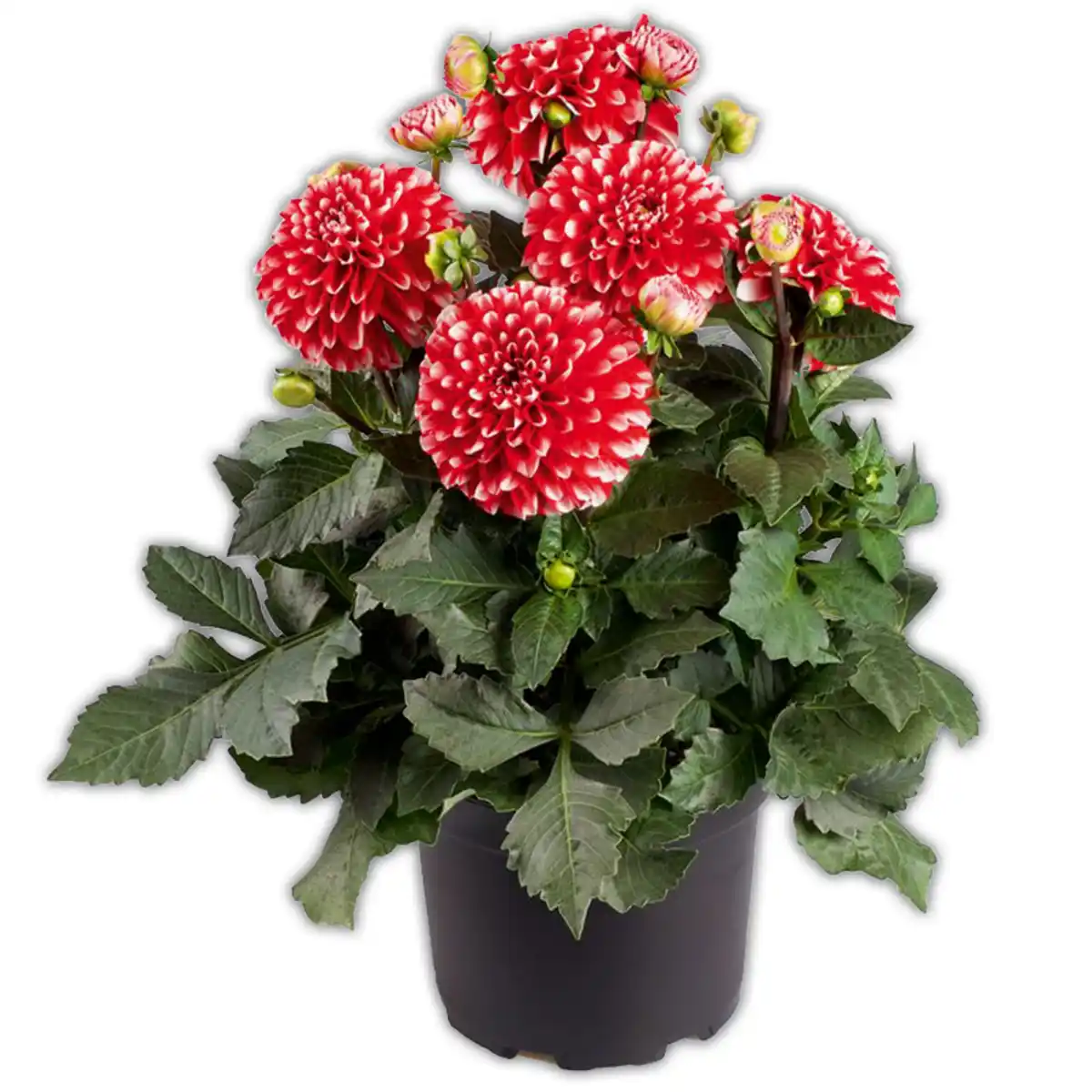 Bild 1 von Winterharte Blühstauden / Dahlien Busch XL