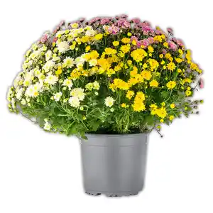 Chrysanthemen-Busch