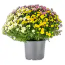 Bild 1 von Chrysanthemen-Busch