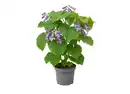 Bild 1 von Blauglockenbaum bienenfreundlich