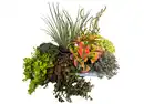 Bild 1 von Herbststauden z.B. Ajuga
