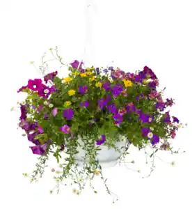 Blumenampel