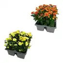 Bild 1 von GARDENLINE Chrysanthemen