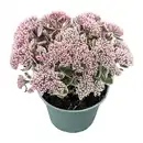 Bild 3 von GARDENLINE Sedum-Mix Fetthenne / Mauerpfeffer