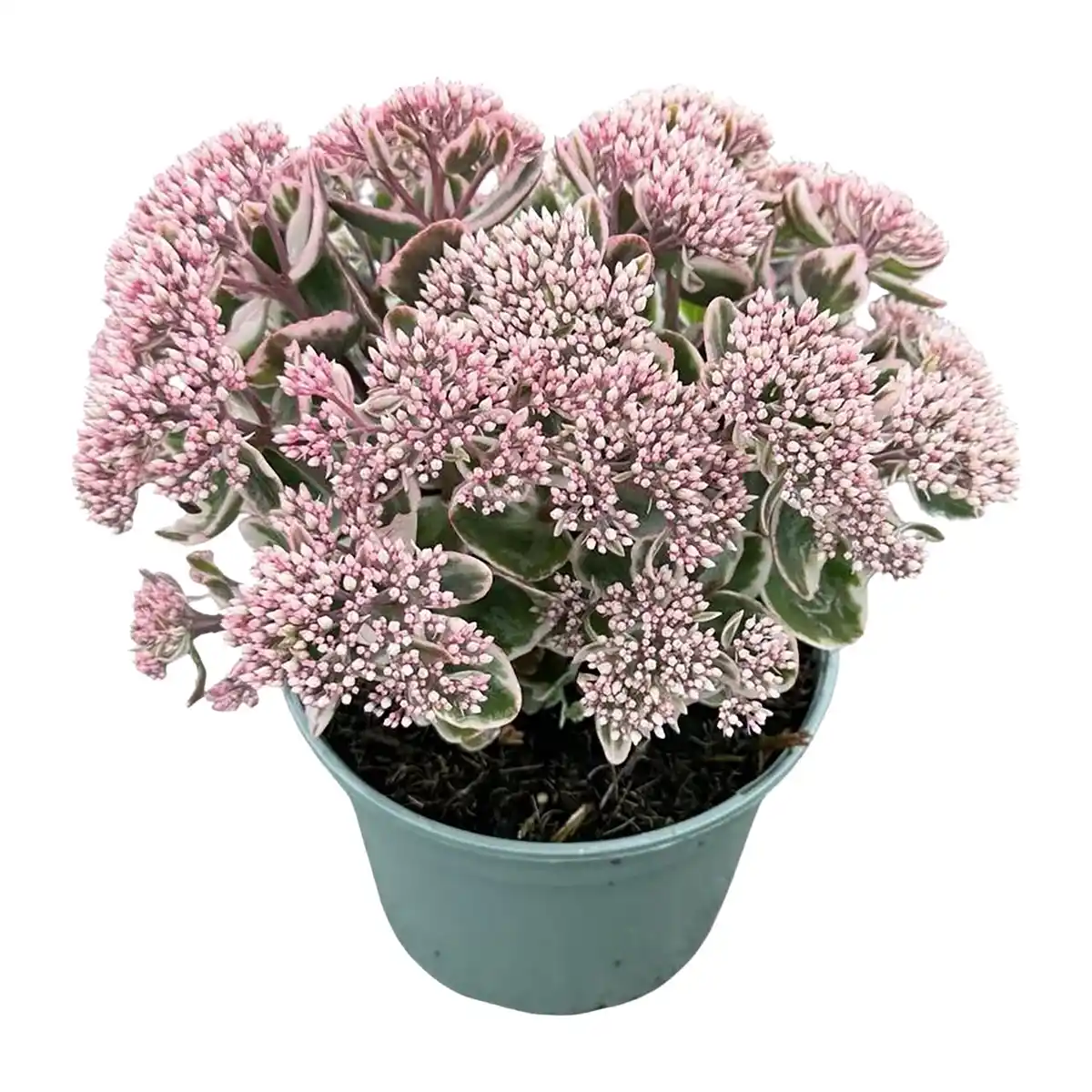 Bild 3 von GARDENLINE Sedum-Mix Fetthenne / Mauerpfeffer