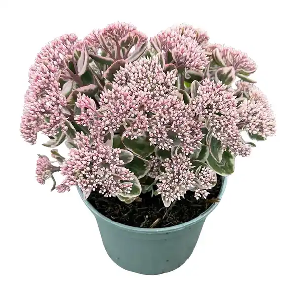Bild 3 von GARDENLINE Sedum-Mix Fetthenne / Mauerpfeffer