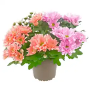 REWE Beste Wahl Chrysantheme »Duo«